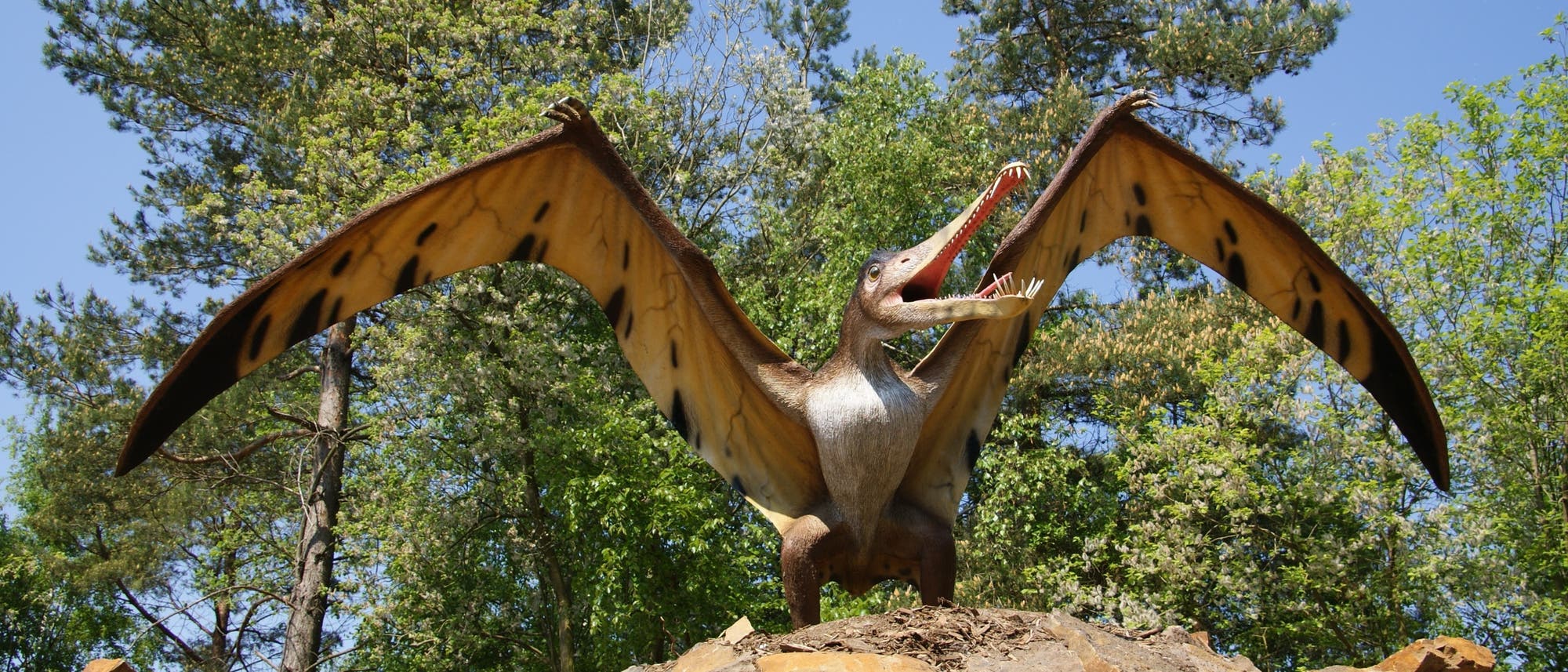 Junger Pterosaurier
