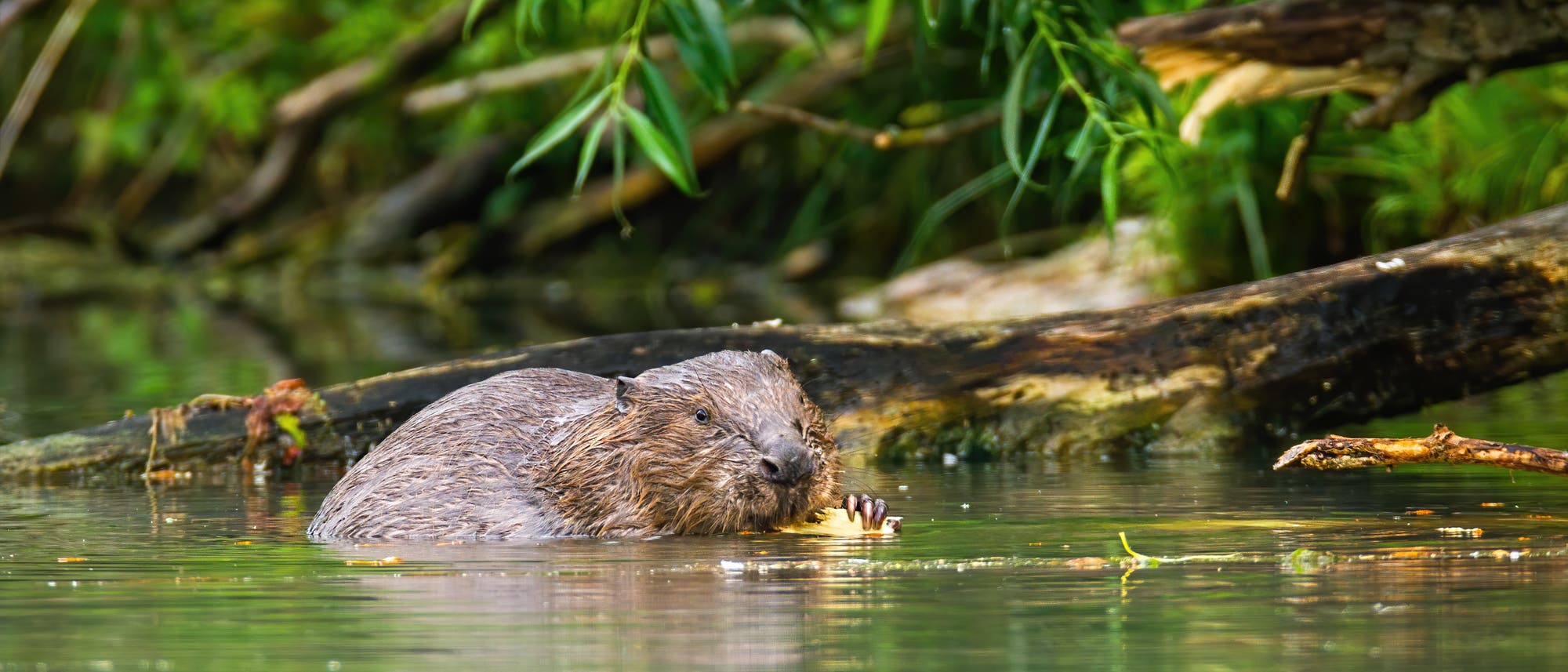 Eurasischer Biber frisst und knabbert Holz im Fluss