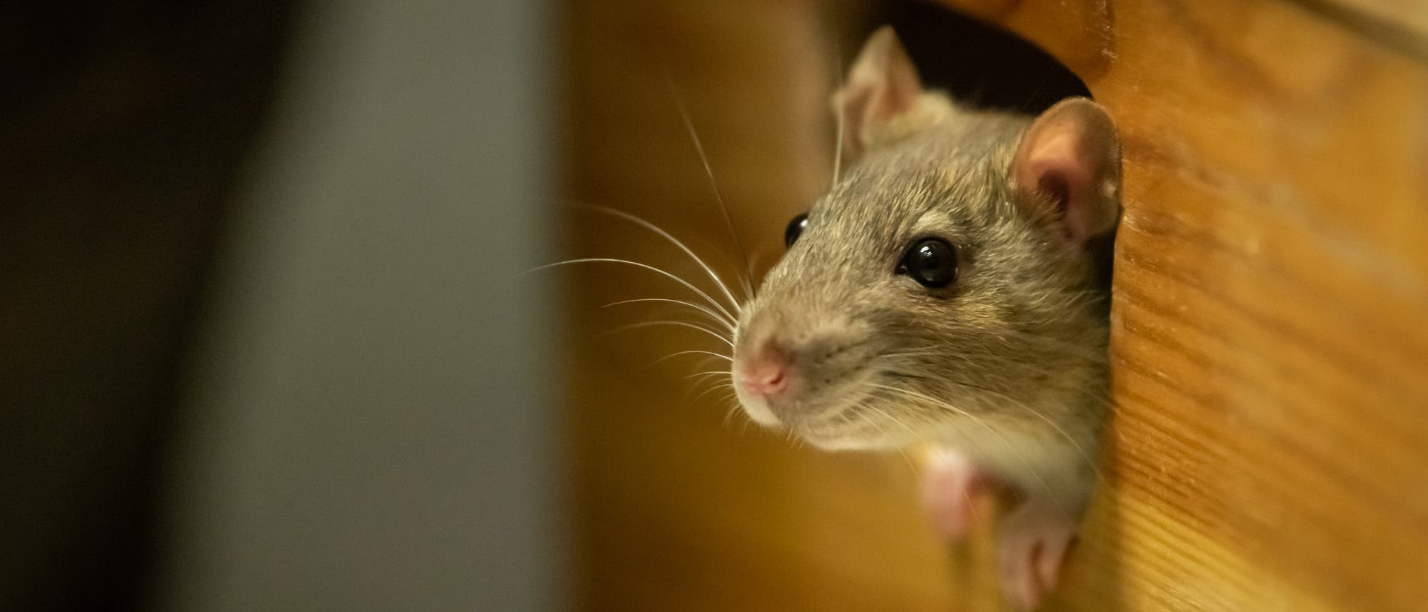 Eine niedliche Ratte streckt igren Kopf aus dem Greifloch einer Holzschublade.