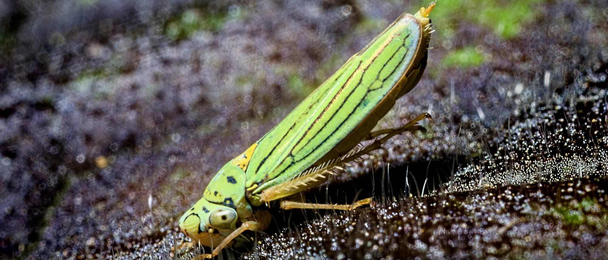 Zikade der Art Graphocephala acropunctata aus der Familie der Cicadellidae.