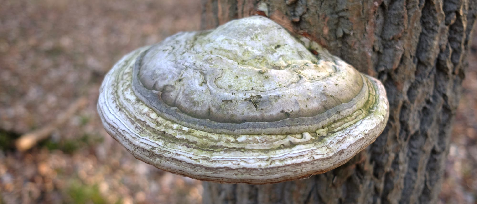 Ein Agarikon-Pilz, der an einem Baum in Russland wächst.