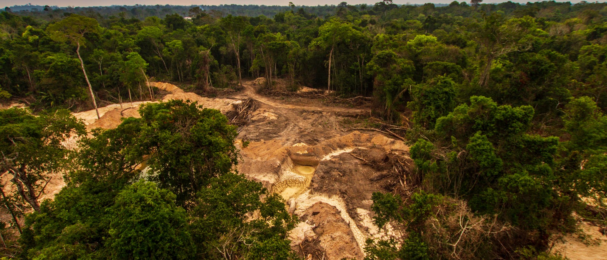 Entwaldung im Amazonas-Regenwald