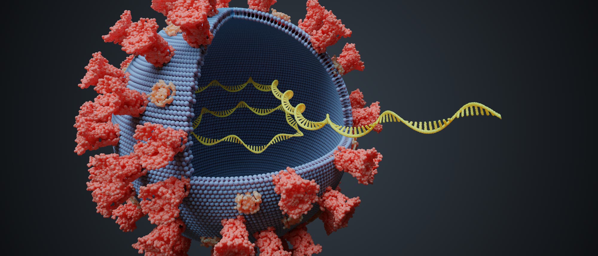 Skizzenhafte Darstellung eines Coronavirus mit Membran, Spikes und einzelsträngiger RNA.