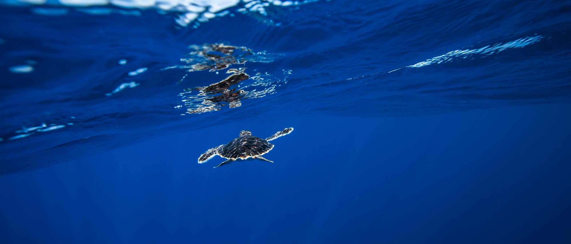 Baby-Meeresschildkröte