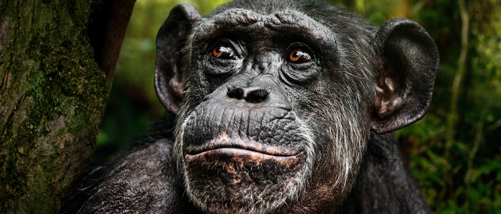 Porträt eines Schimpansen