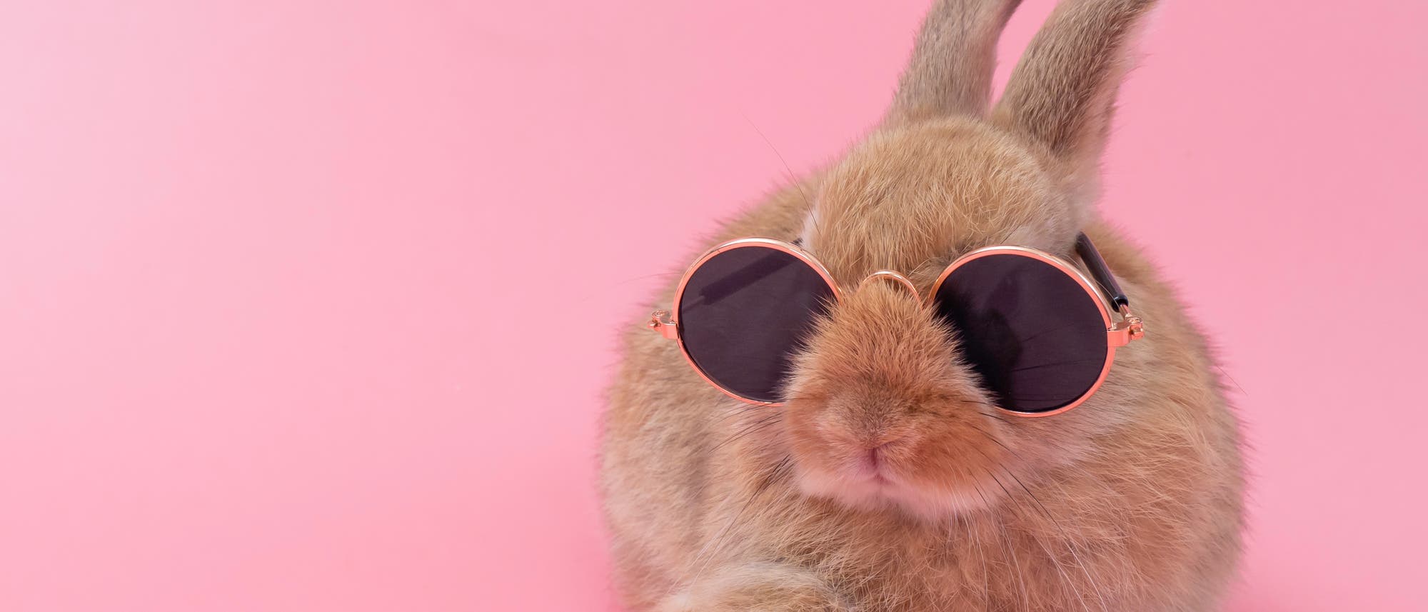 Ein Kaninchen mit Sonnenbrille vor rosafarbenem Hintergrund. Bin nicht sicher, ob es eher niedlich oder verstörend ist.