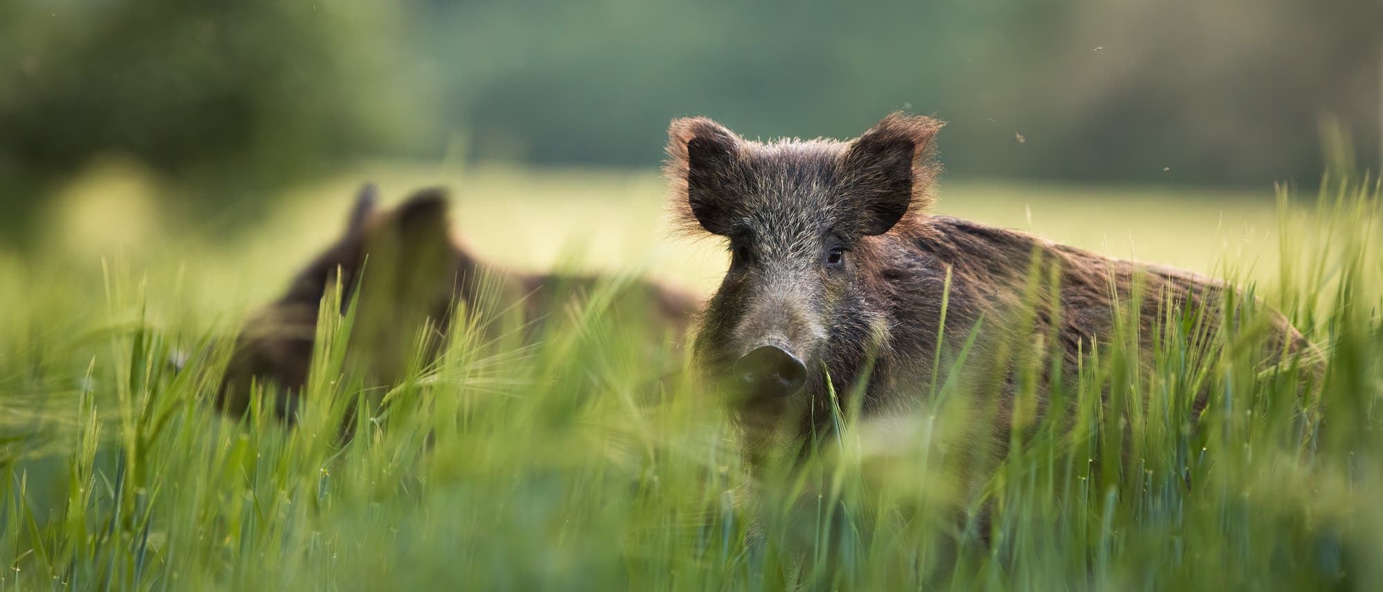 Wildschweine im Gras