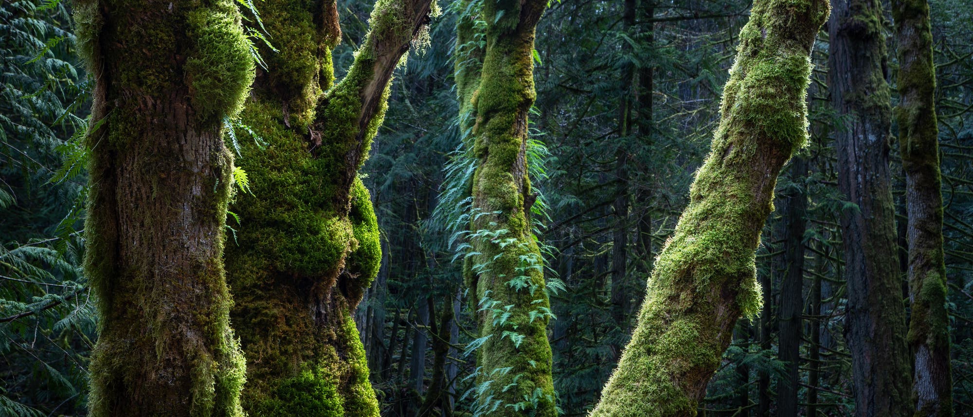 Alte Bäume auf Vancouver Island