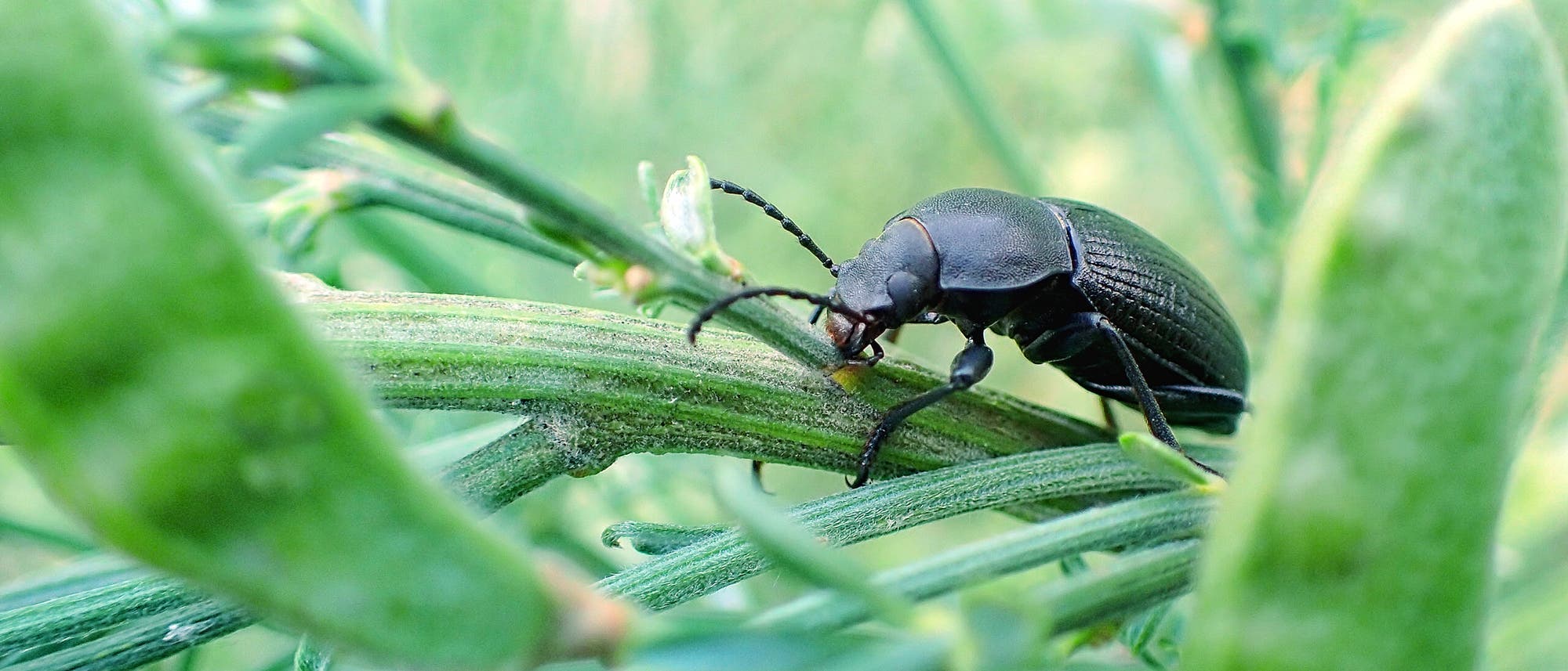 Ein Käfer im Grün