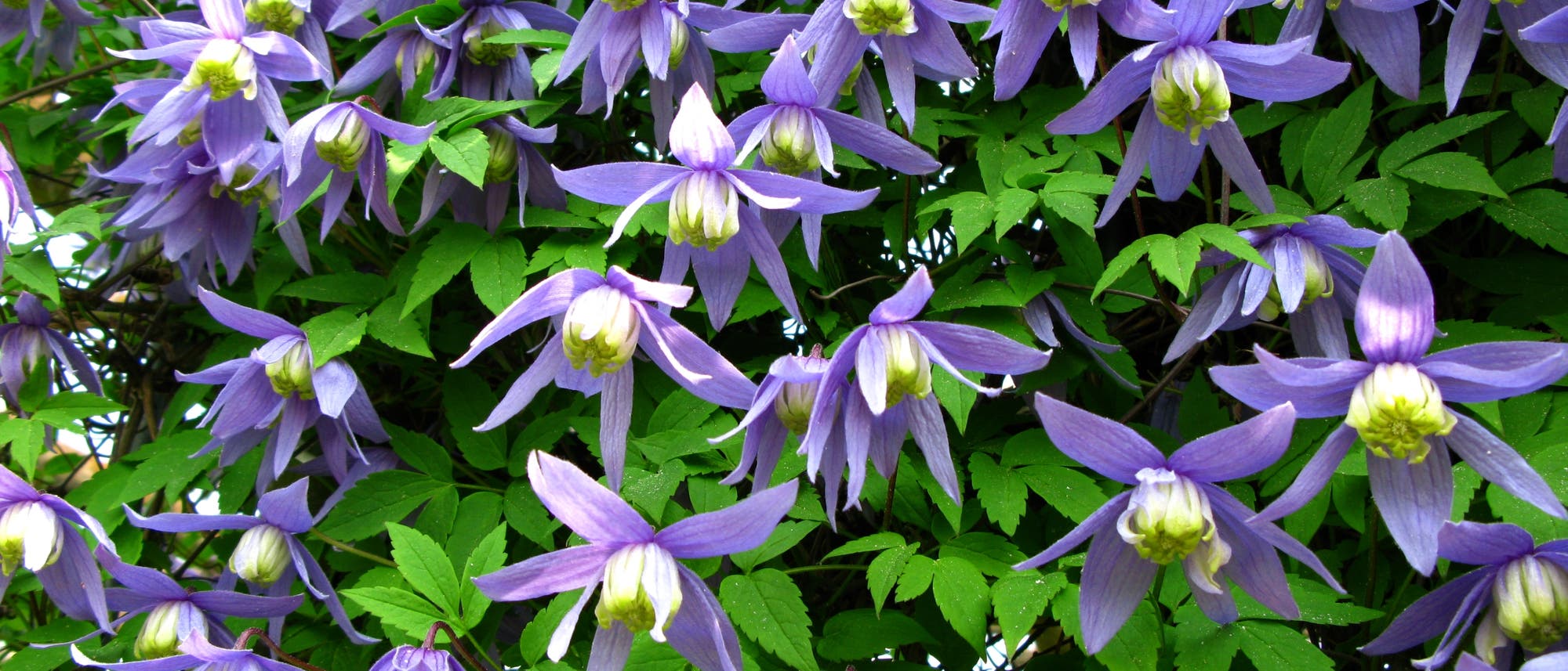 Blüten der Alpenwaldrebe (Clematis alpina). Es war nicht ganz trivial, eine für die Südwestalpen typische Pflanze mit blauen Blüten zu finden, von der es gleichzeitig auch ein hübsches Stockfoto gibt...