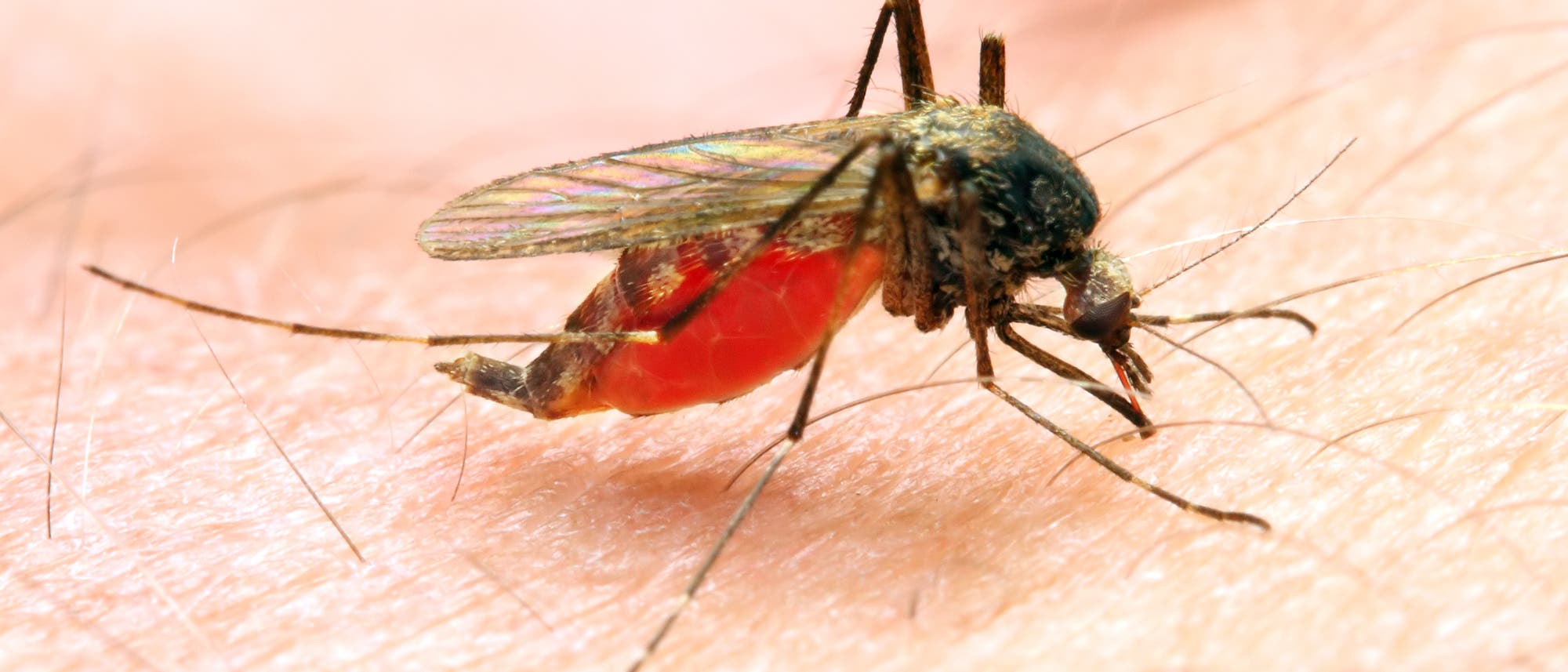Malariamücke beim Blutsaugen