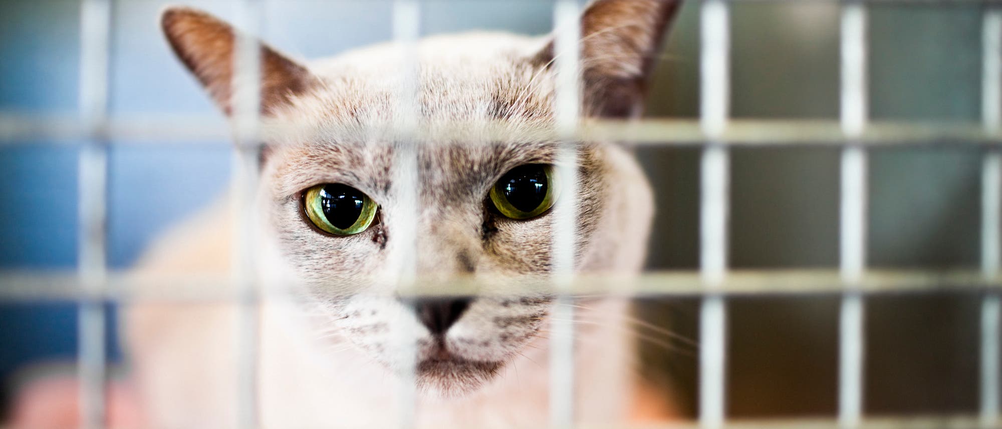 Katze im Käfig in Quarantäne