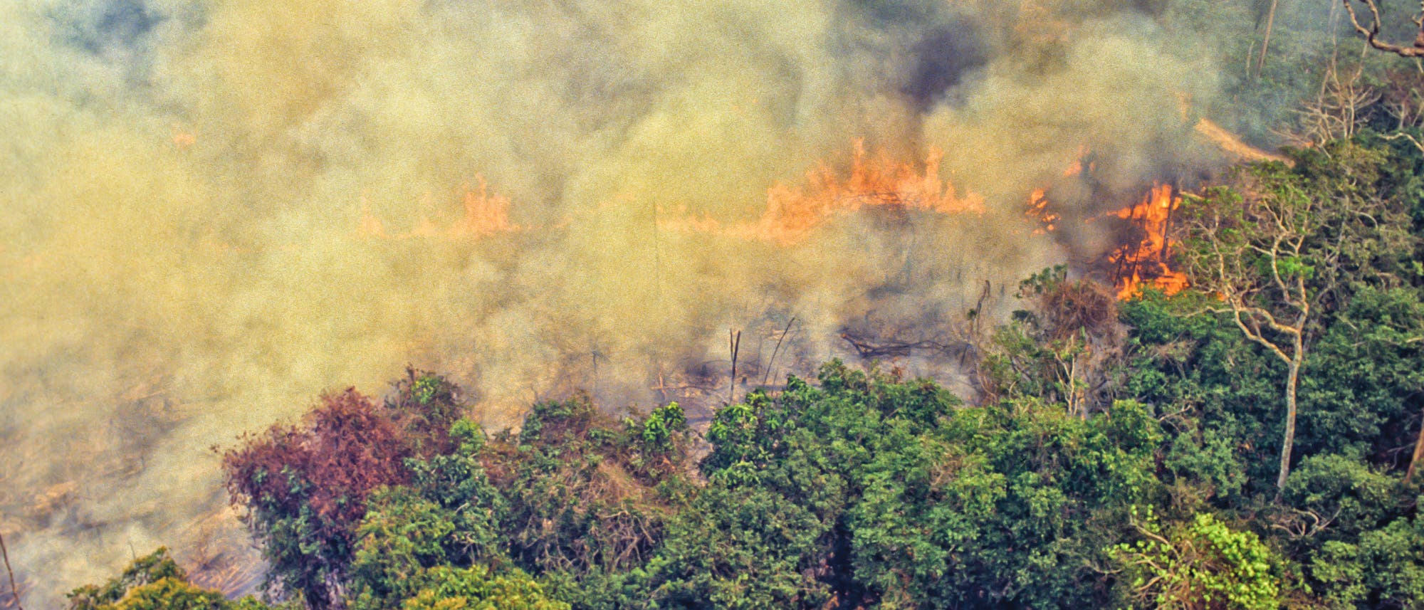 Luftaufnahme eines stark rauchenden Feuers, das sich auf einer entwaldeten Fläche in den Regenwald frisst.
