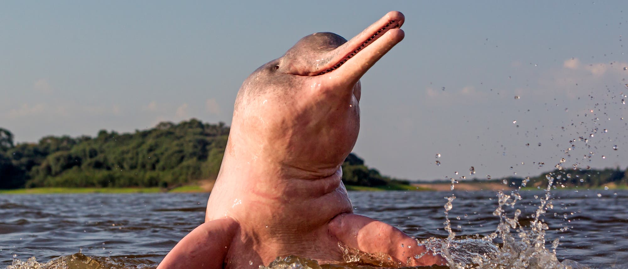 Amazonas-Flussdelfin (Inia geoffrensis)