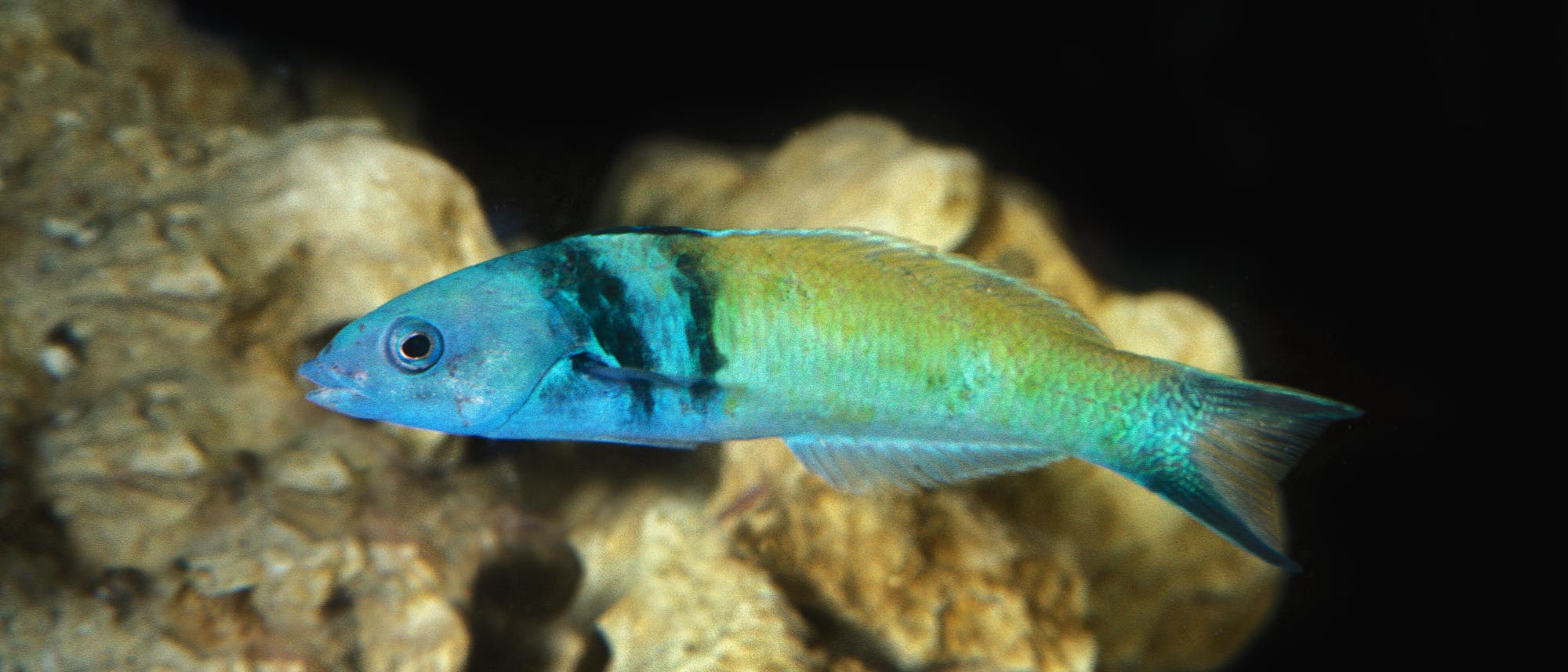 Bei vielen Lippfischen wie dem Blaukopf-Junker ist die Geschlechtsumwandlung Teil des Lebens.
