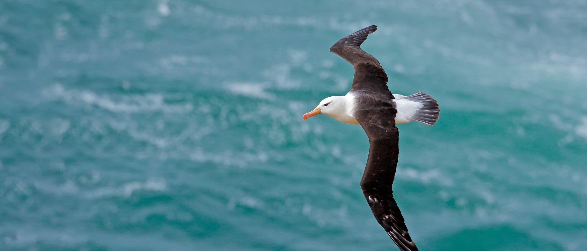 Schwarzbrauen-Albatros mit dunklen Flügeln
