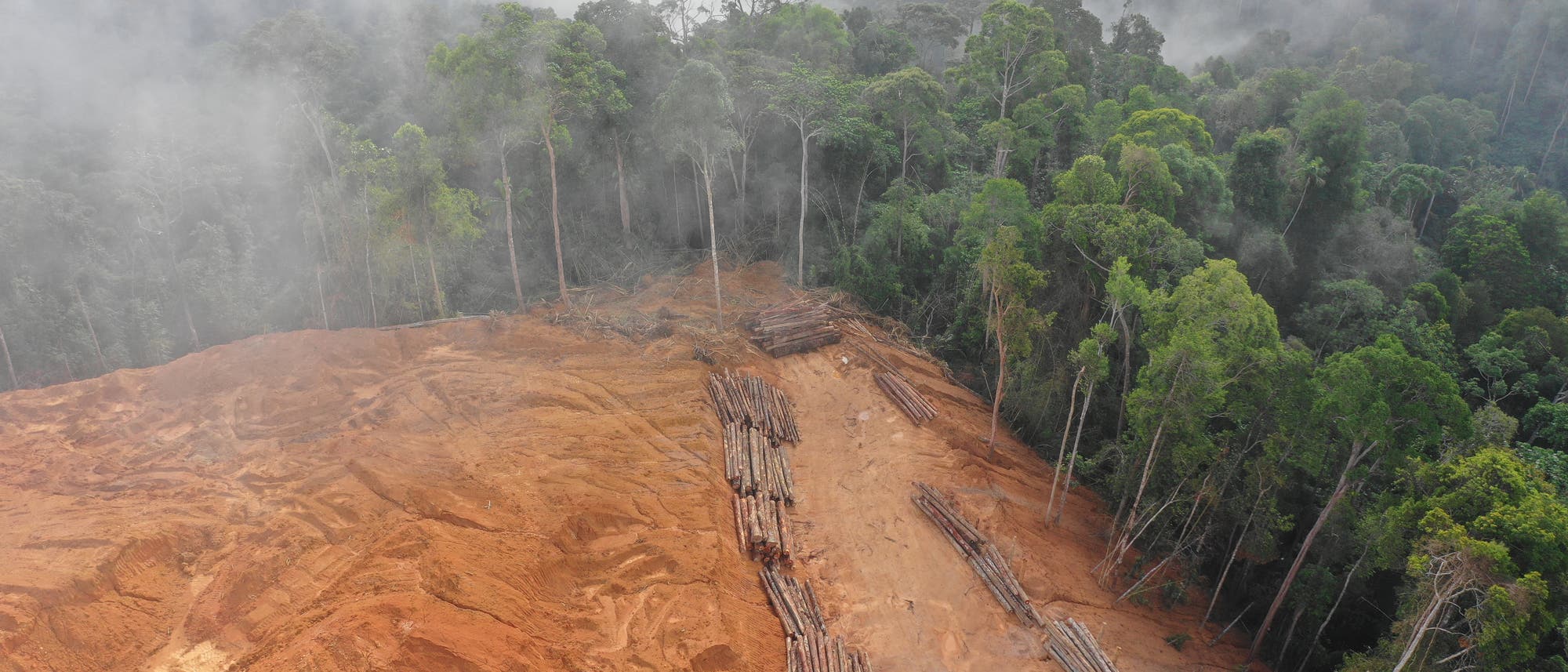 Gerodeter Wald auf Borneo
