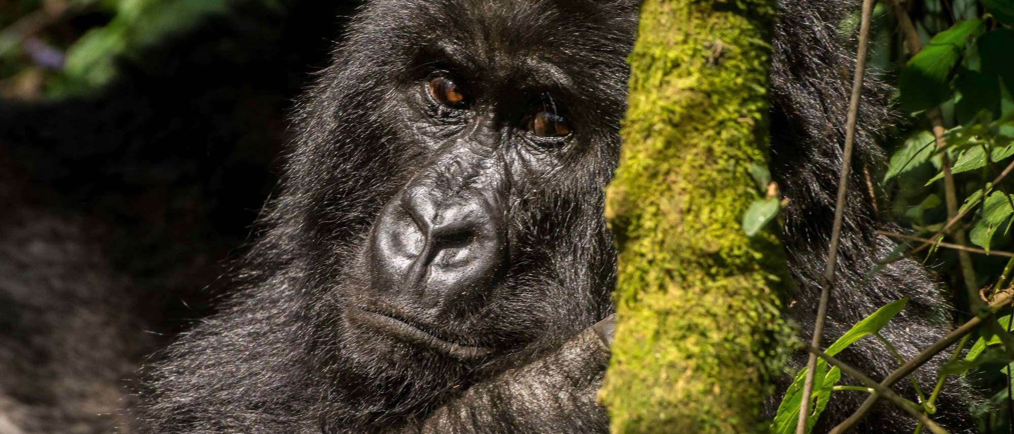 Gorilla im Virunga-Nationalpark