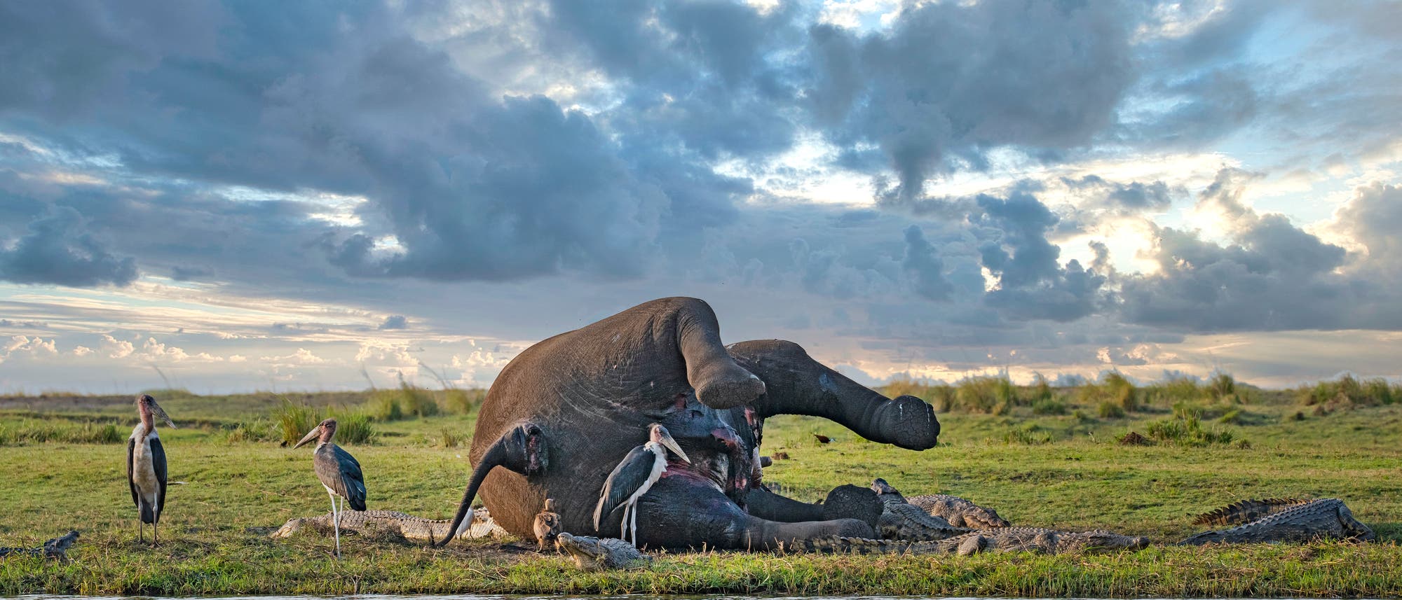 Ein toter Elefant liegt an einem Flussufer in Botswana, seine Hinterseite ist zu sehen. Aasfresser wie Marabus, Geier und Krokodile fressen am Kadaver, der Himmel ist bewölkt