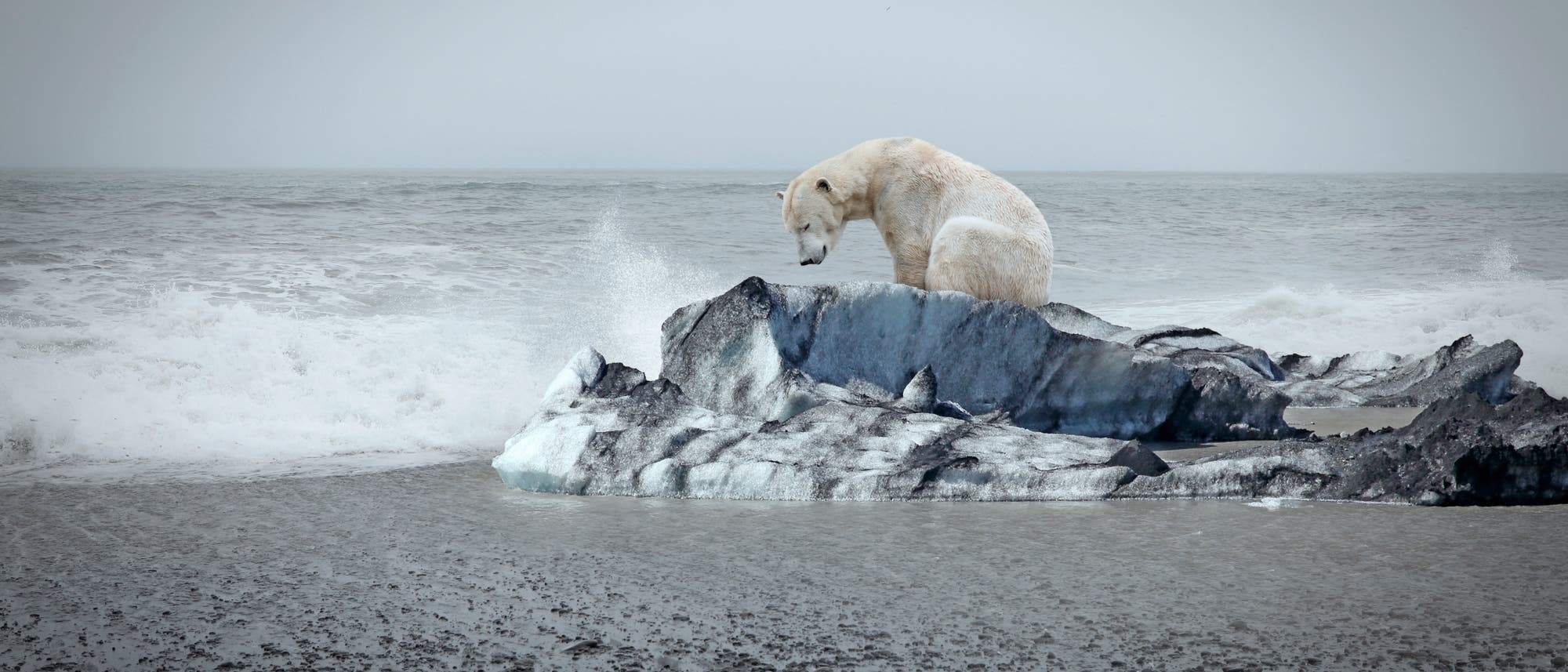 Arktische Tiere wie Eisbären sind auf Meereis angewiesen. Obwohl die jährliche Mindestausdehnung in diesem Jahr relativ hoch war, schrumpft die Eisdecke mit dem globalen Temperaturanstieg.