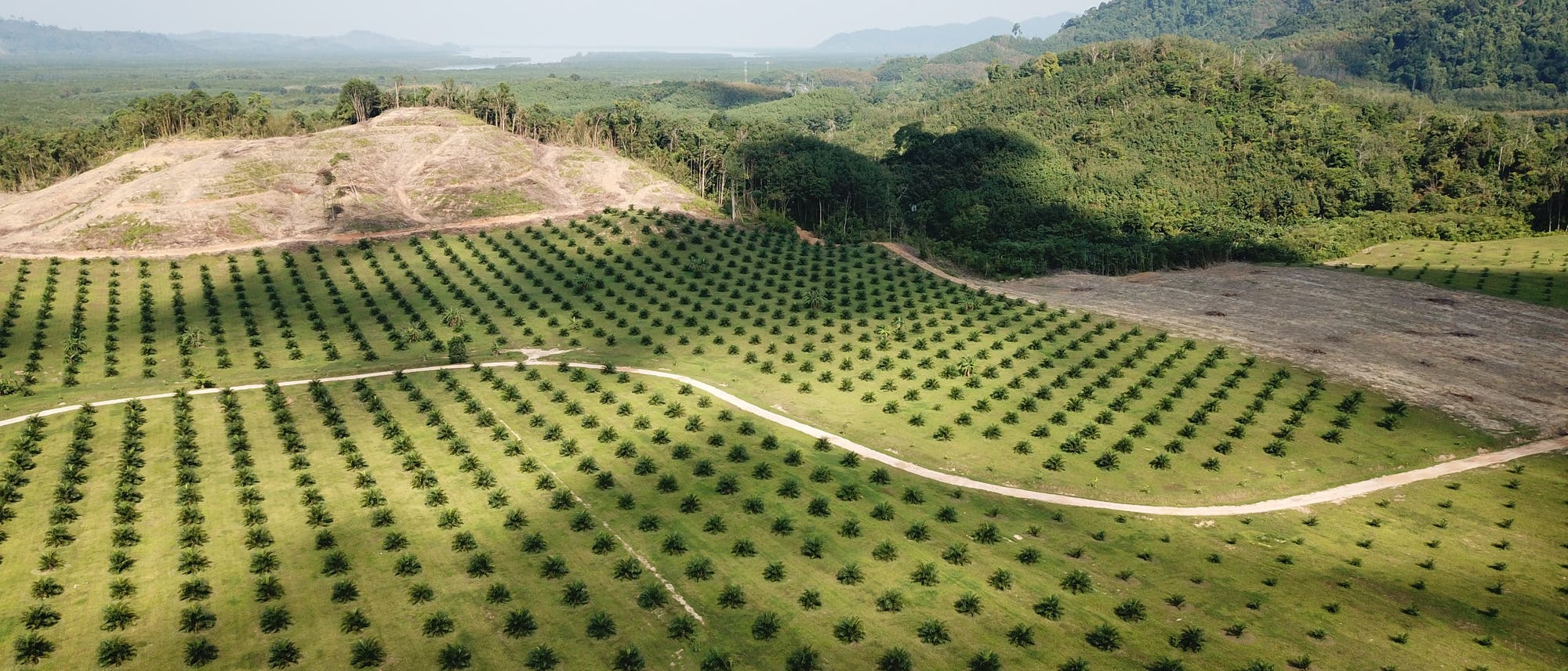 Palmöl-Plantage in Südostasien
