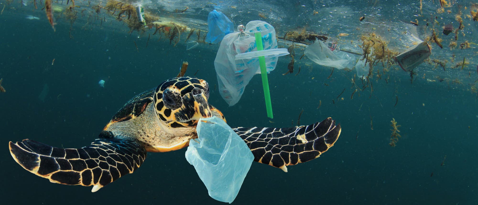 Manche Tiere verheddern sich im Plastikmüll, andere Lebewesen haben Vergiftungen.