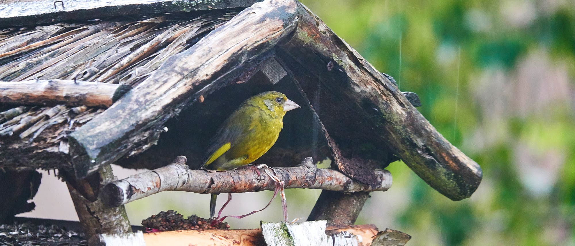 Ein kleiner, gr&uuml;ner Vogel sitzt in einem rustikalen Vogelh&auml;uschen aus Holz. Das H&auml;uschen hat ein schr&auml;ges Dach aus Zweigen. Im Hintergrund sind unscharfe gr&uuml;ne Bl&auml;tter zu sehen, die auf einen Garten oder Wald hindeuten. Es regnet leicht, was durch feine Regentropfen im Bild erkennbar ist.