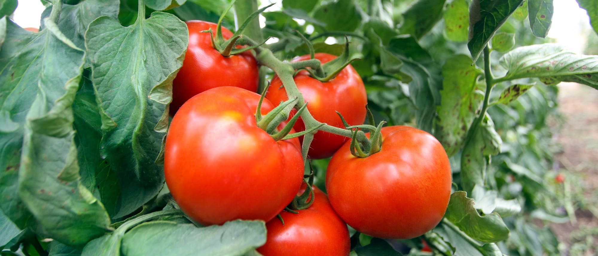 Mehrere Tomaten an der Pflanze.