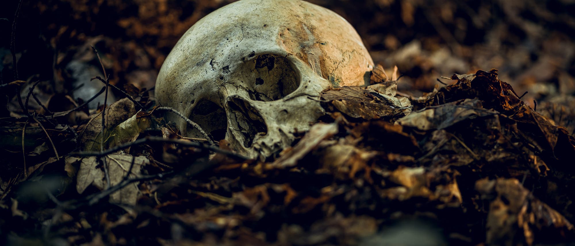 Ein menschlicher Schädelknochen liegt im bräunlichen Laub eines Waldes