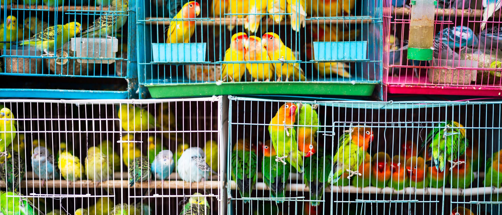 Ziervögel auf einem Tiermarkt