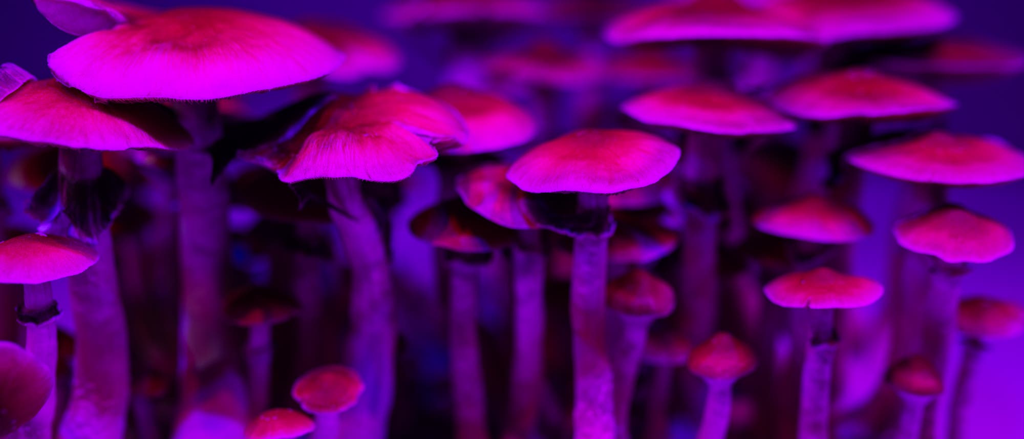»Magic mushrooms«