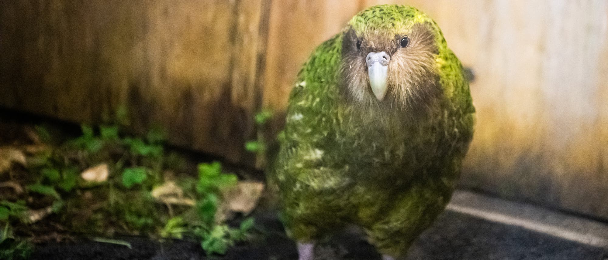 Der Kakapo ist ein grüner, rundlicher Papagei mit Fusseln im Gesicht.