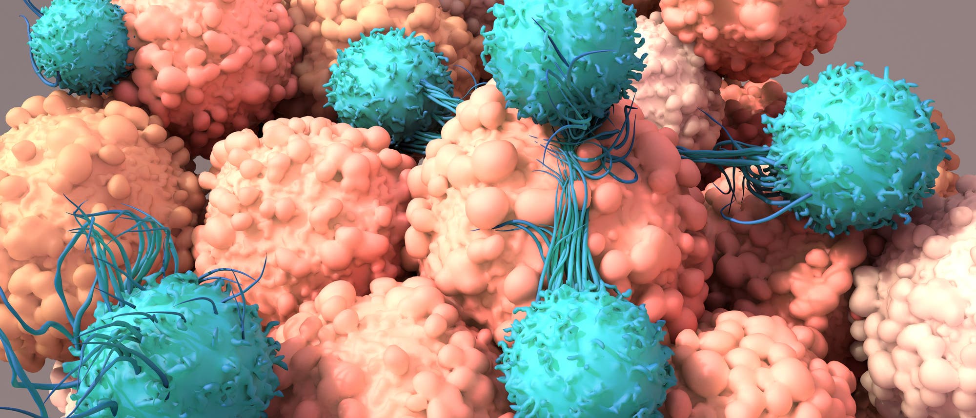 Die 3-D-Simulation zeigt, wie T-Zellen im Körper Krebs bekämpfen. 