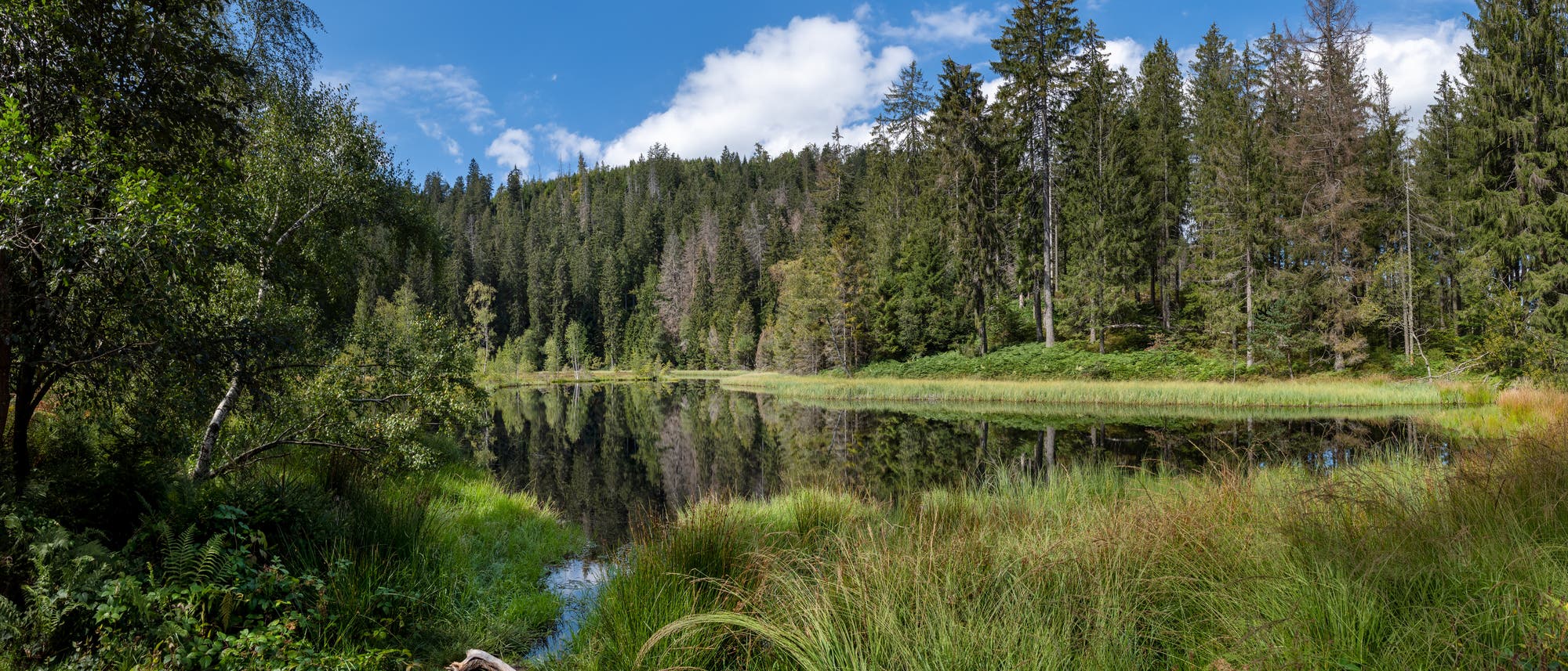 Naturbelassender See im Schwarzwald mit grünen Bäumen, Sträuchern und Gräsern außenrum