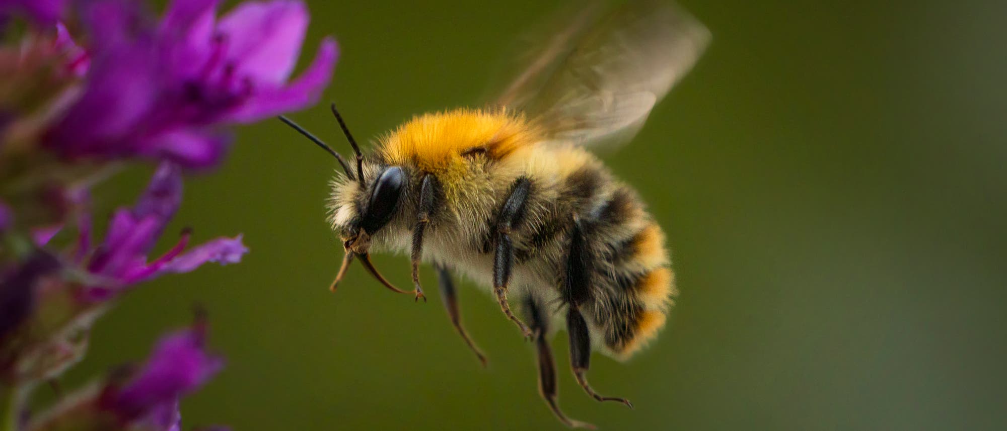 Fliegende Biene an einer Blüte
