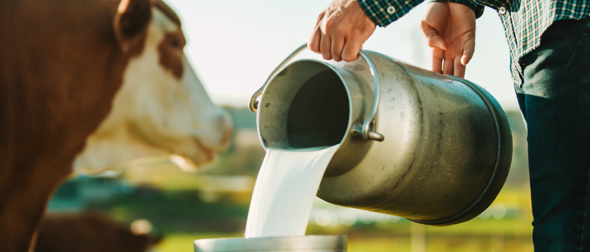 Ein Landwirt gießt Milch in einen Kanister.