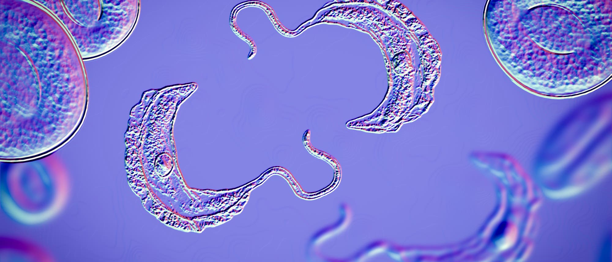 Trypanosoma brucei-Parasiten unter dem Mikroskop