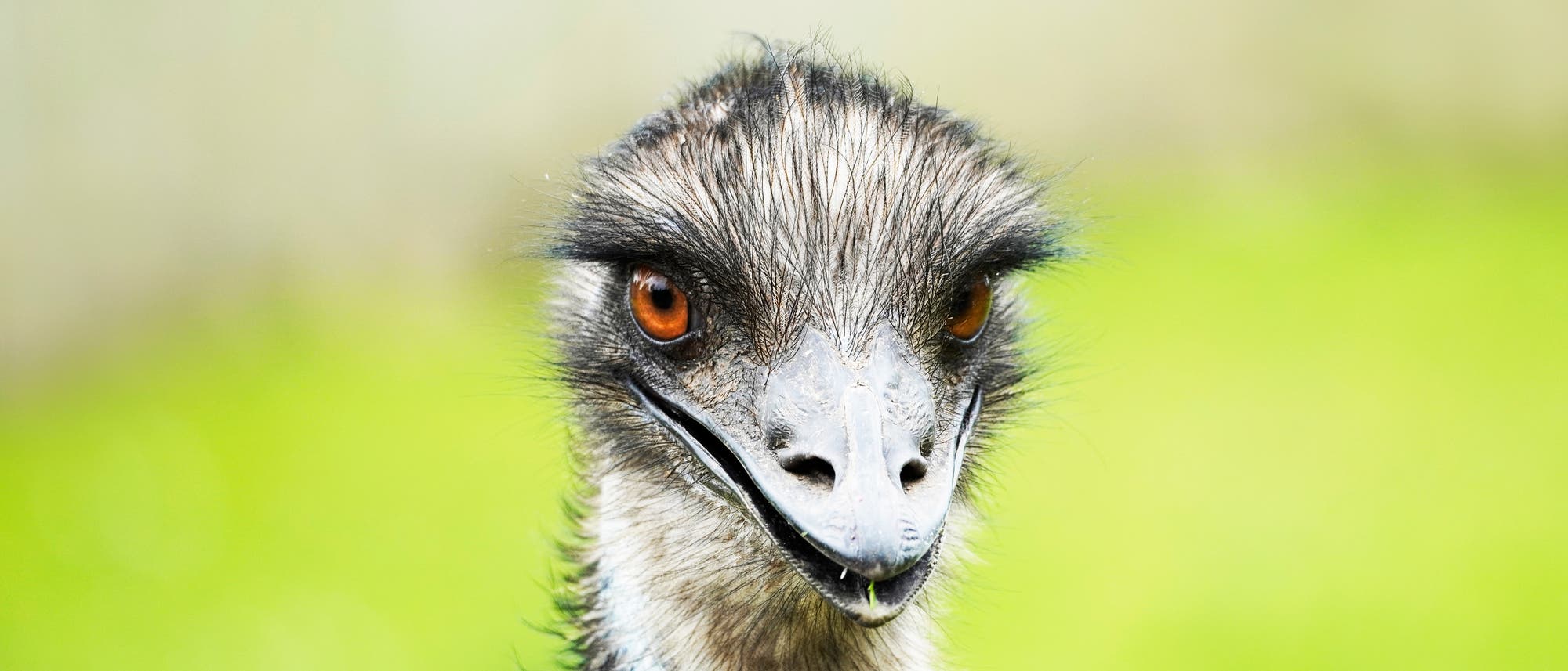 Kopf eines Großen Emus.