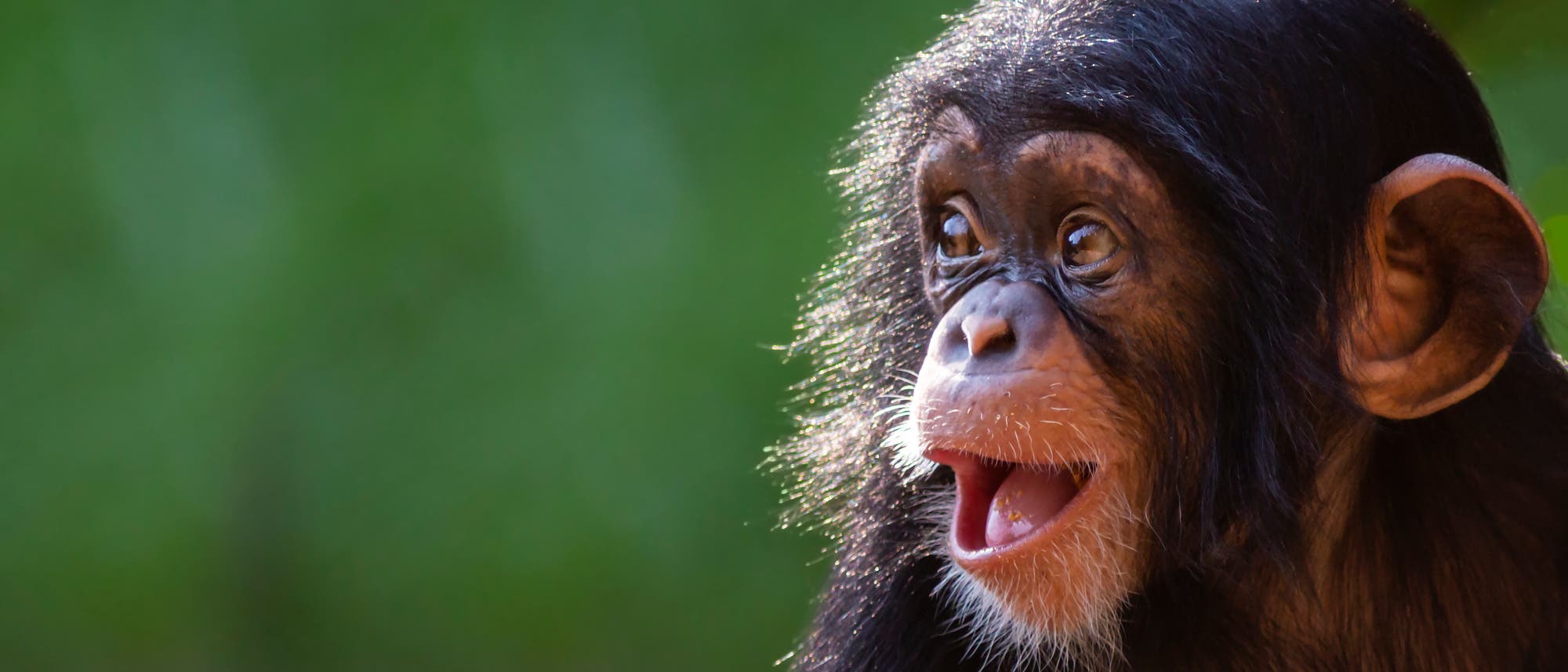 Rufender Babyschimpanse