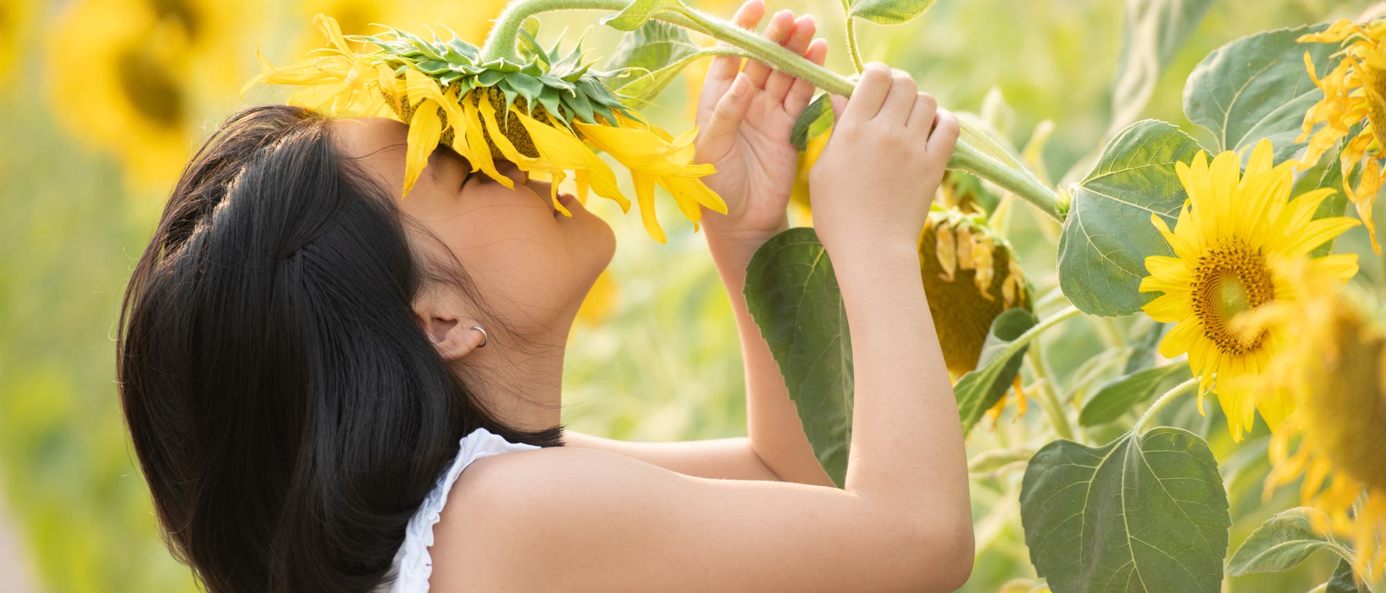 Ein kleines Mädchen riecht an einer Sonnenblume.
