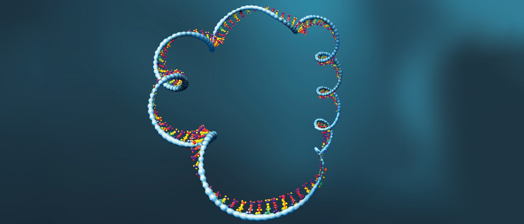 Illustration einer einer ringförmigen messenger RNA (mRNA)