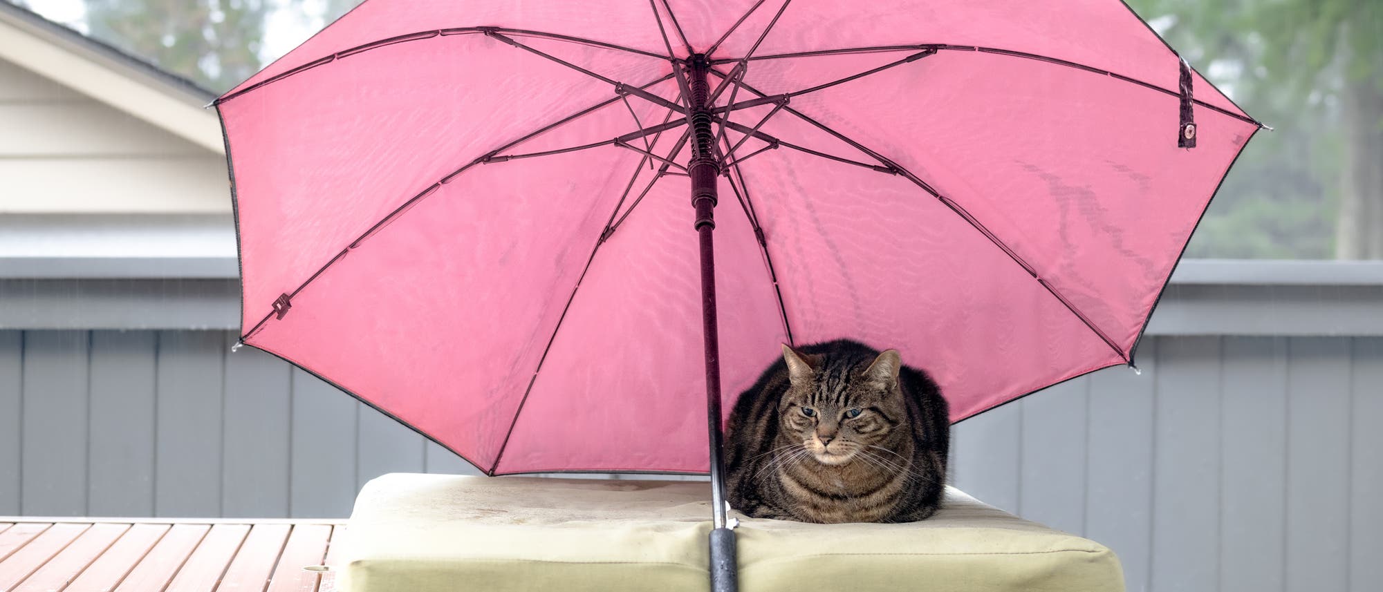 Eine Katze sitz unter einem rosafarbenen Regenschirm auf einem Kissen.