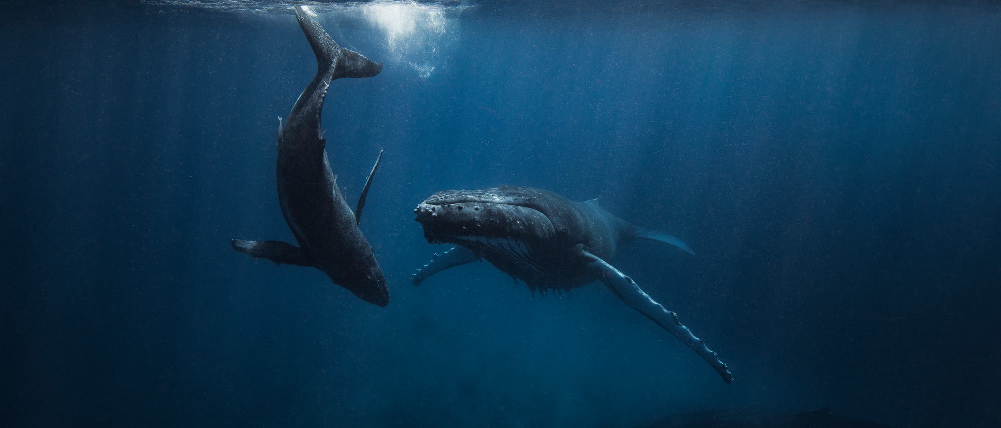 Ein Buckelwal und sein Kalb schwimmen unter der Meeresoberfläche