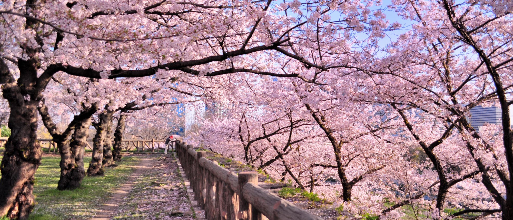 Ein Mann steht in einem Park in Osaka mit blühenden Kirschbäumen.