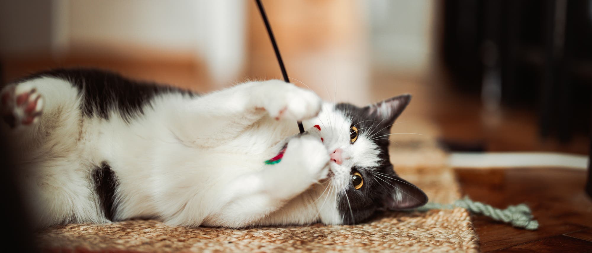 Katze liegt mit einer Spielangel auf dem Teppichboden und spielt