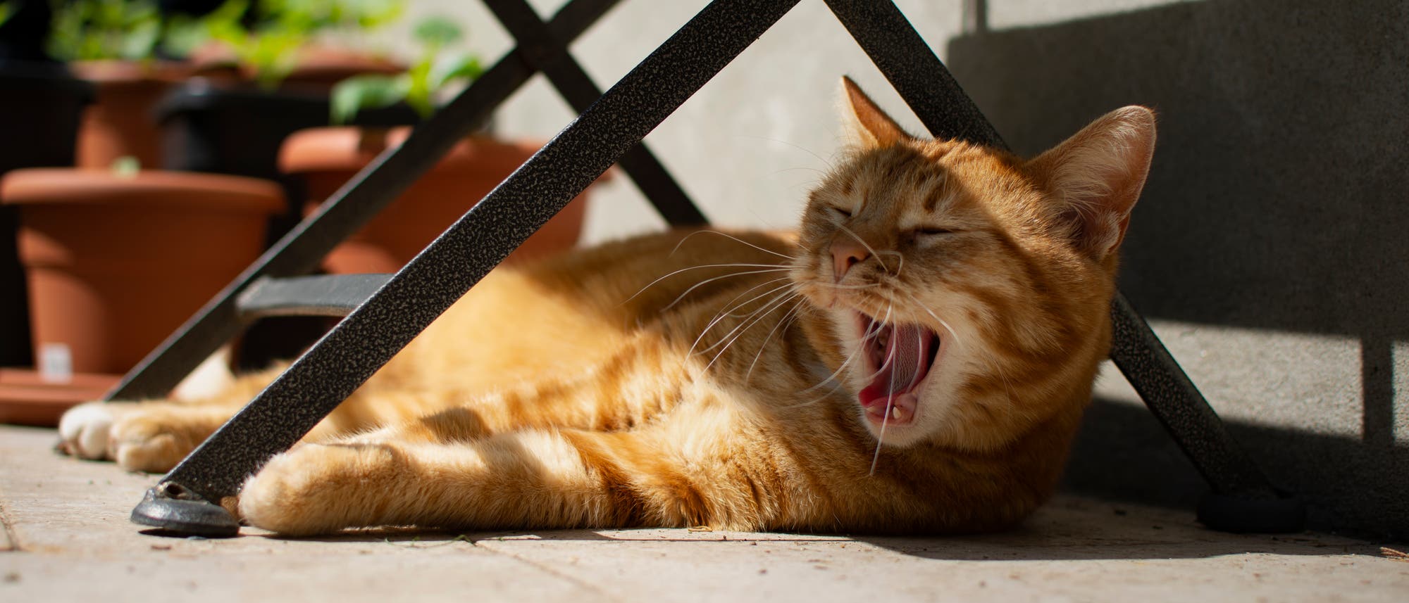 Eine gähnende Katze liegt an einem Sommertag unter einem Stuhl im Schatten.