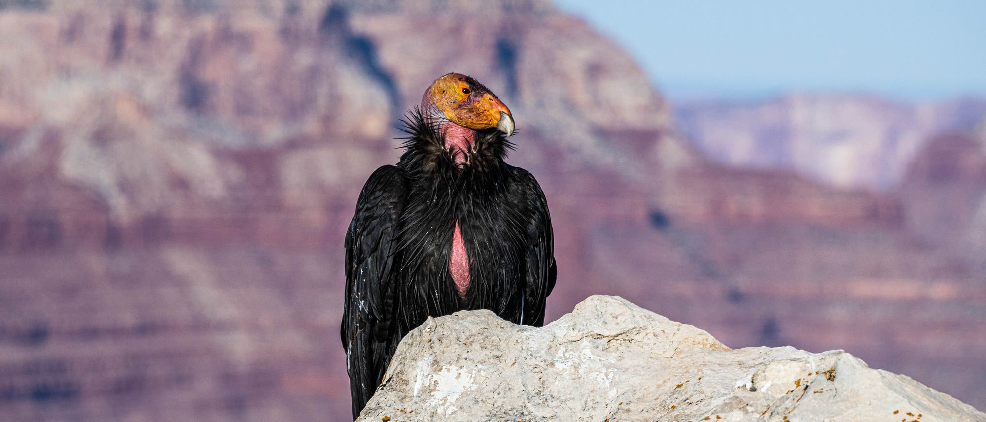 Kalifornischer Kondor sitzt auf einem Felsen im US-Südwesten