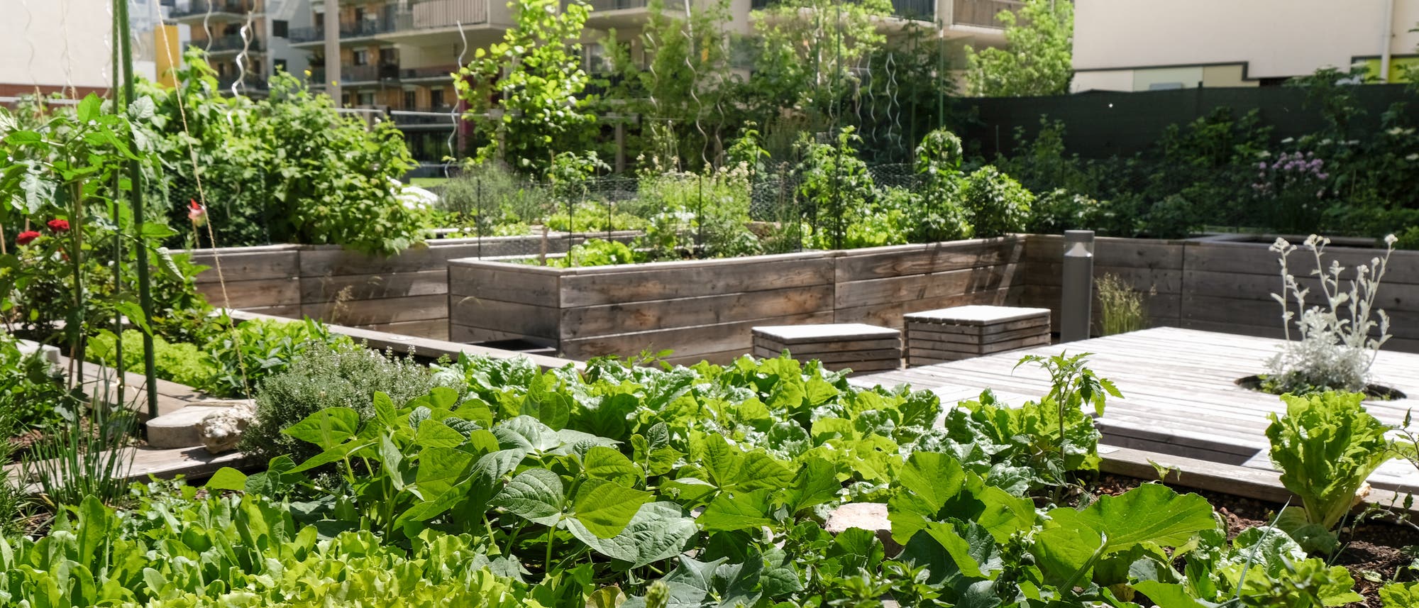 Gemüse in einem städtischen Gemeinschaftsgarten.