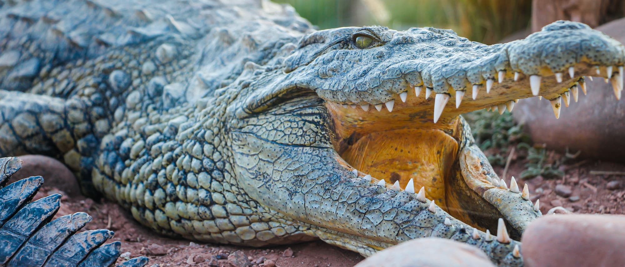 Der Kopf eines aufmerksamen Krokodils
