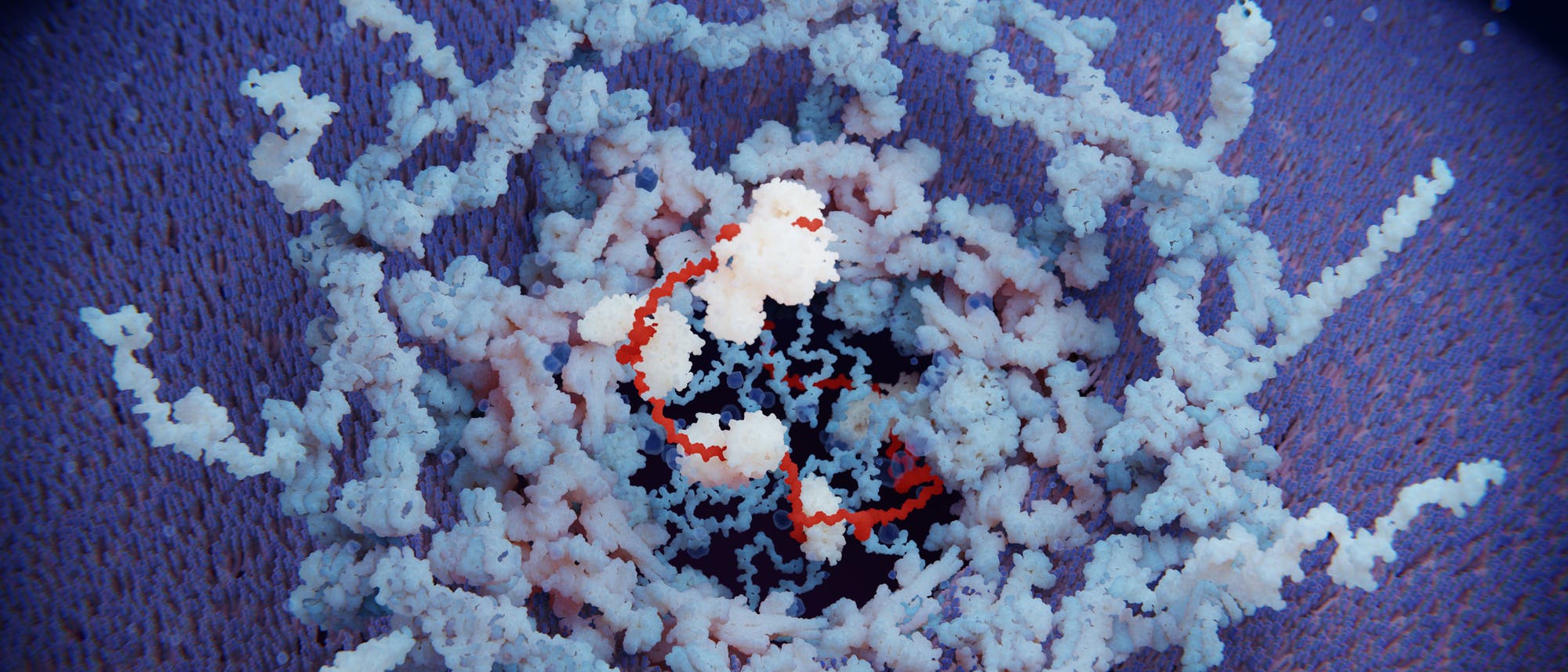 Eine mRNA mit diversen gebundenen Proteinen gelangt durch die Kernpore aus dem Kern ist Zytosol.